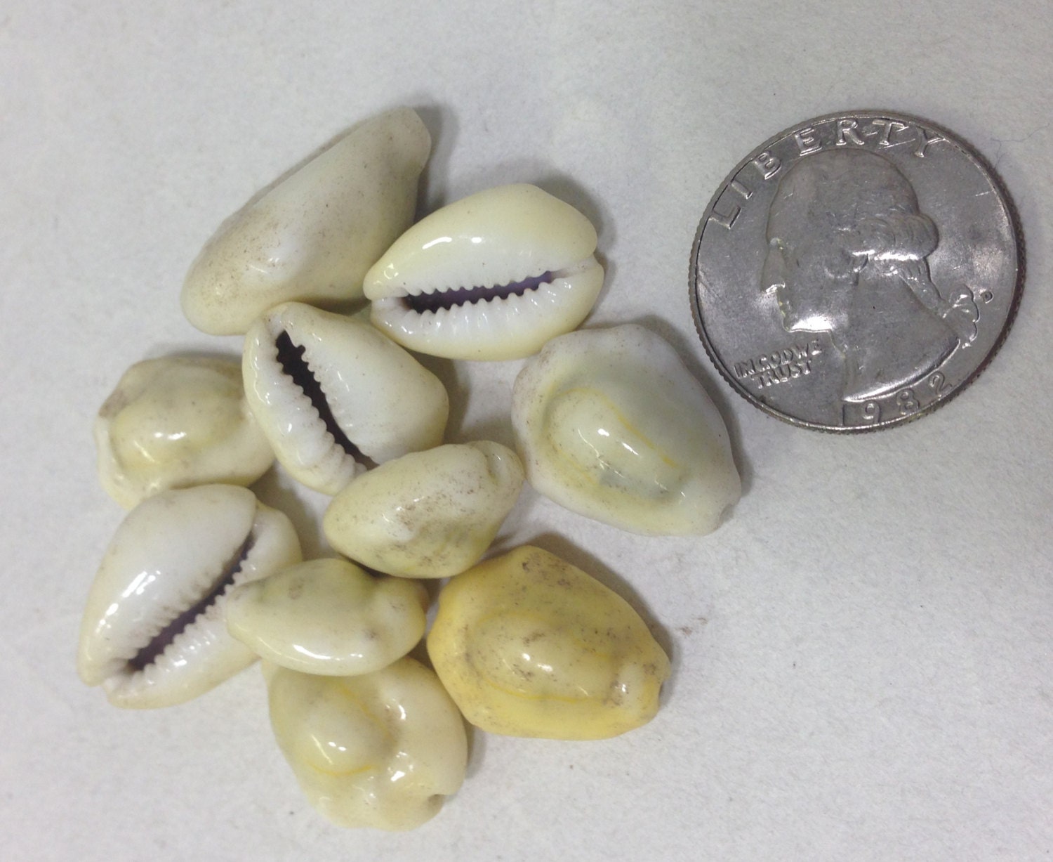 Beads Cowrie Shell Indonesia Unique Natural Shells Sea Shells