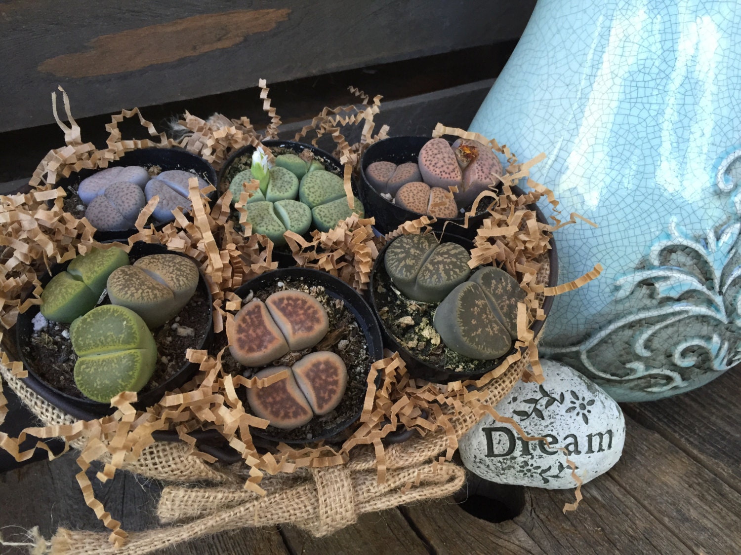 Succulent Gift Basket Living Stone Lithop Collection. Six