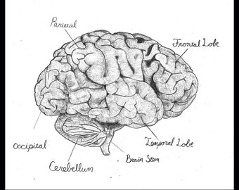 I Lobe You Card Funny Valentine Brain Anatomy Science Pun