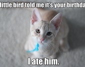 A Little Birdie Told Me It's Your Birthday - I Ate Him - Cat Meme Card - Sarcastic Card - Grumpy Cat Card - Grumpy Cat Birthday A Little Birdie Told Me It's Your Birthday - I Ate Him - Cat Meme Card - Sarcastic Card - Grumpy Cat Card - Grumpy Cat Birthday