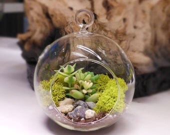 Floralistic "All-Inclusive" Do-It-Yourself DIY Terrarium Kit - Supplies, Terrarium Glass, Mini Succulent, Soil, Moss, and Pebbles Included