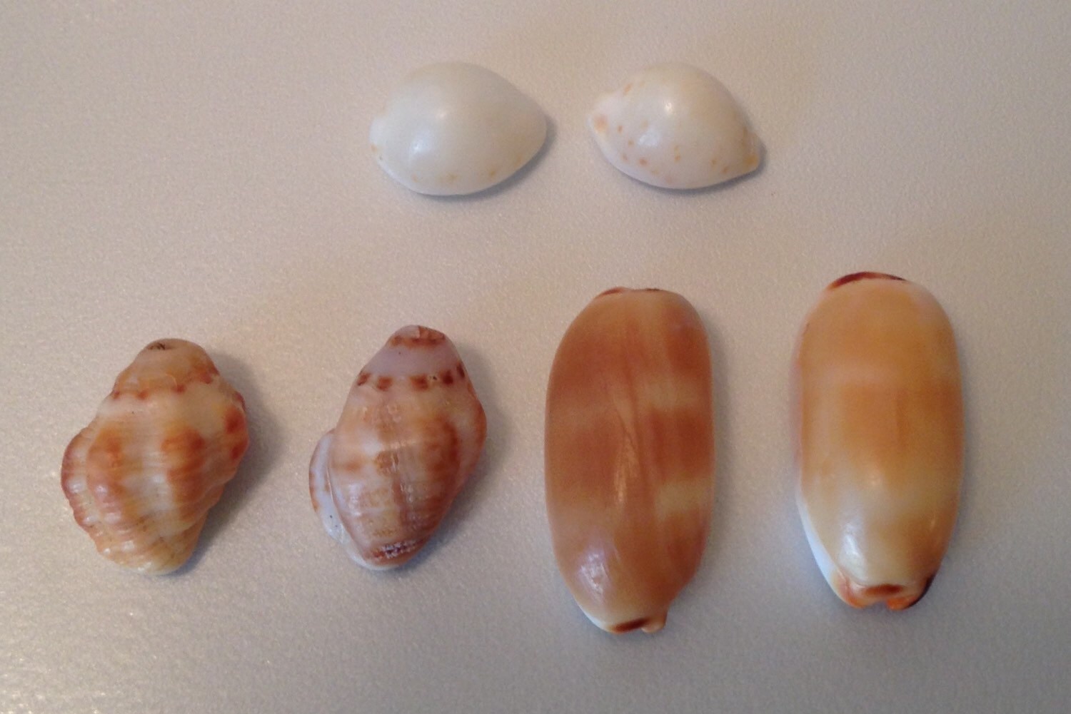 Hawaiian Sea Shells lot of 6 by PaiaShellCo on Etsy