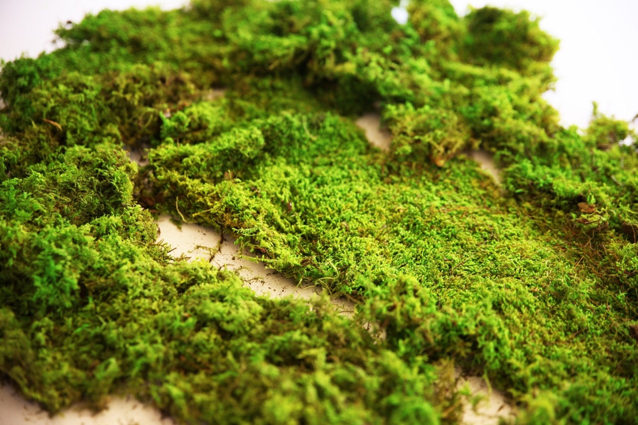 1 lb Premium Preserved Forest Moss.