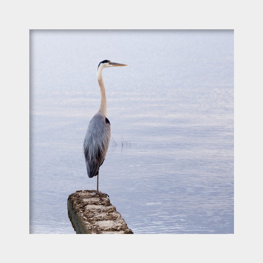 Great Blue Heron Photo Coastal Bird Wall Art Blue Gray