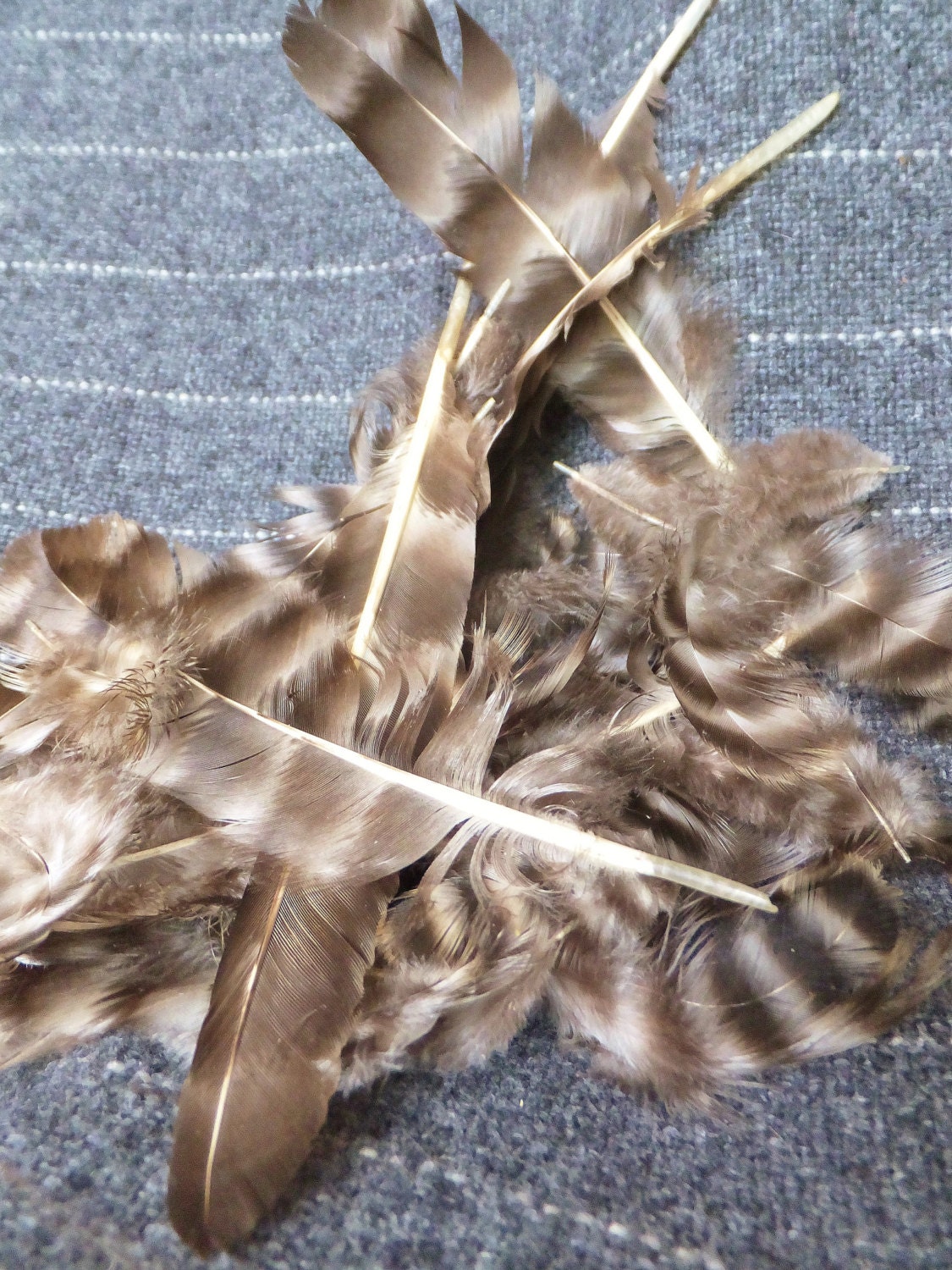 Striped Chicken Feathers CrueltyFree Feathers Craft Feathers