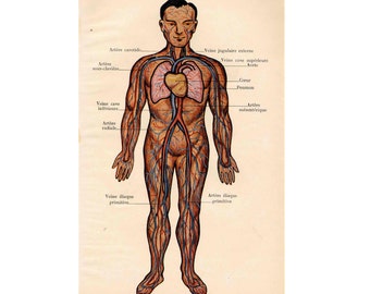 1907 HUMAN ANATOMY CIRCULATION blood original antique medical anatomy lithograph