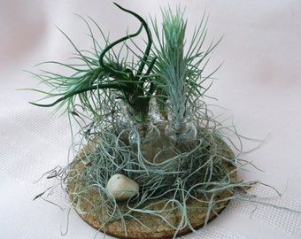 Miniature airplant arrangement features tiny bottles and tiny airplants