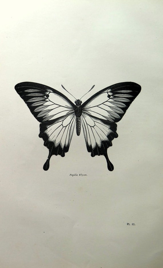 1860 Antique Ulysses butterfly print vintage by LyraNebulaPrints