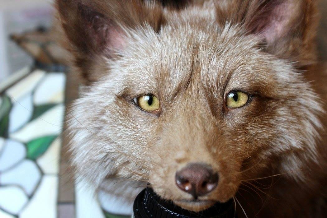 Custom OOAK Soft mount Taxidermy Fox Ranched by VitaNovaTaxidermy