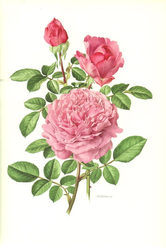 Vintage Pink Rose 101