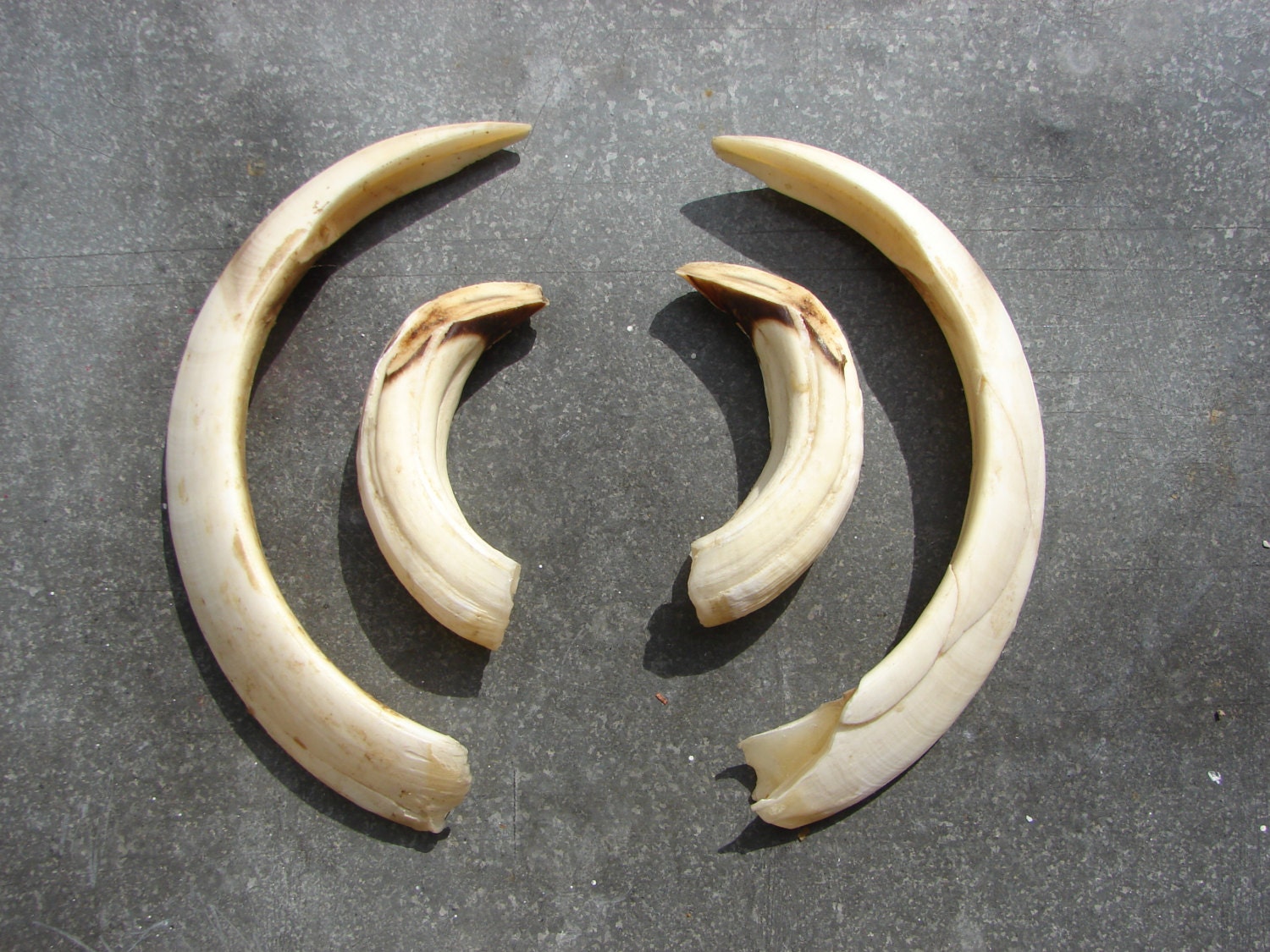 Set of 4 Real Wild Boars' Tusk Genuine East Europe Wild