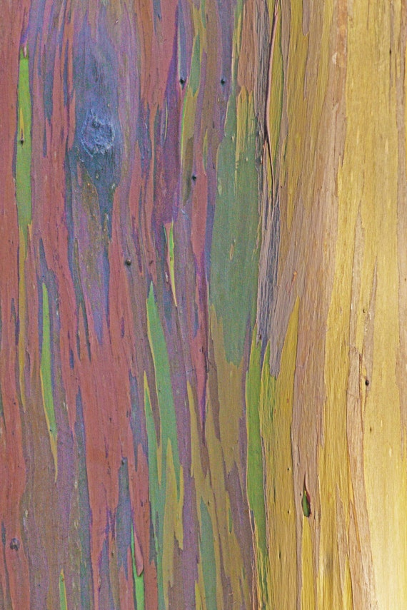 Rainbow Eucalyptus Eucalyptus deglupta SEEDS or