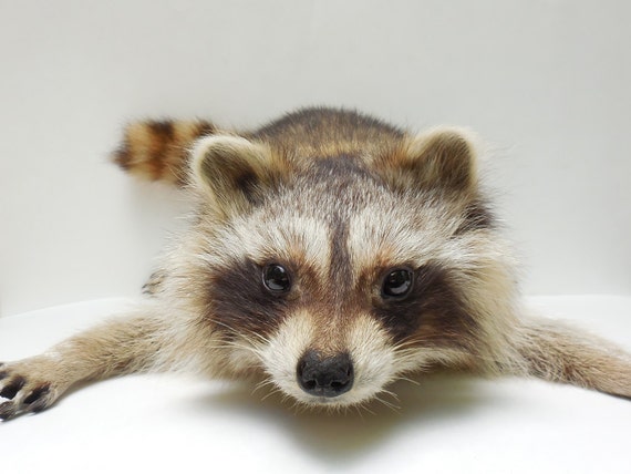 stuffed raccoon taxidermy