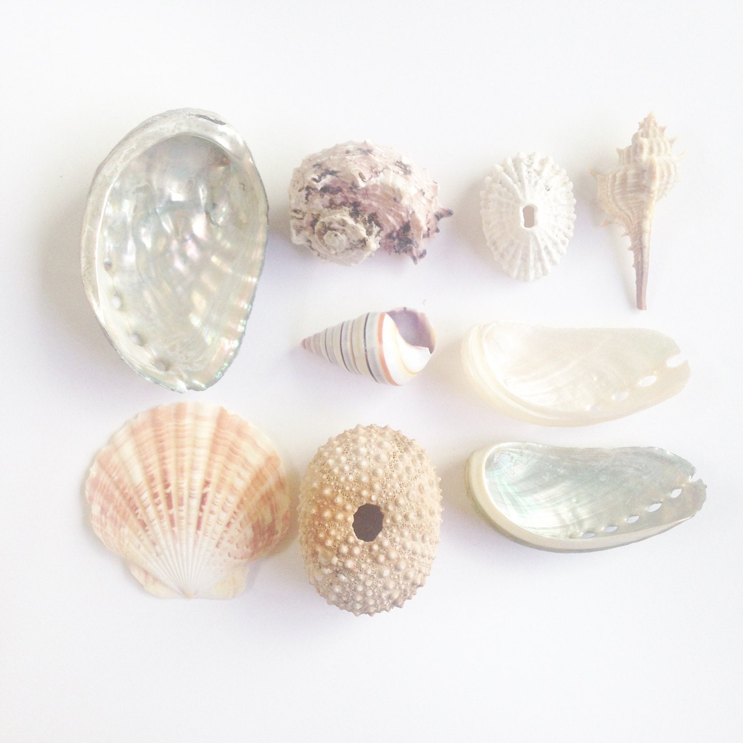 Seashell Collection...