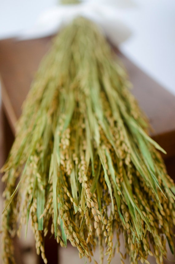Dried Rice Bunch dry rice ornamental rice dried grass dried