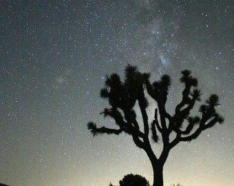 Joshua Tree / Joshua Tree Print / Joshua Tree Photography - Nature Photography - Night Photography - California Art / California Wall Art