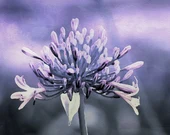 Metallic Purple Flower Photographic Art Digital Download Commercial Use