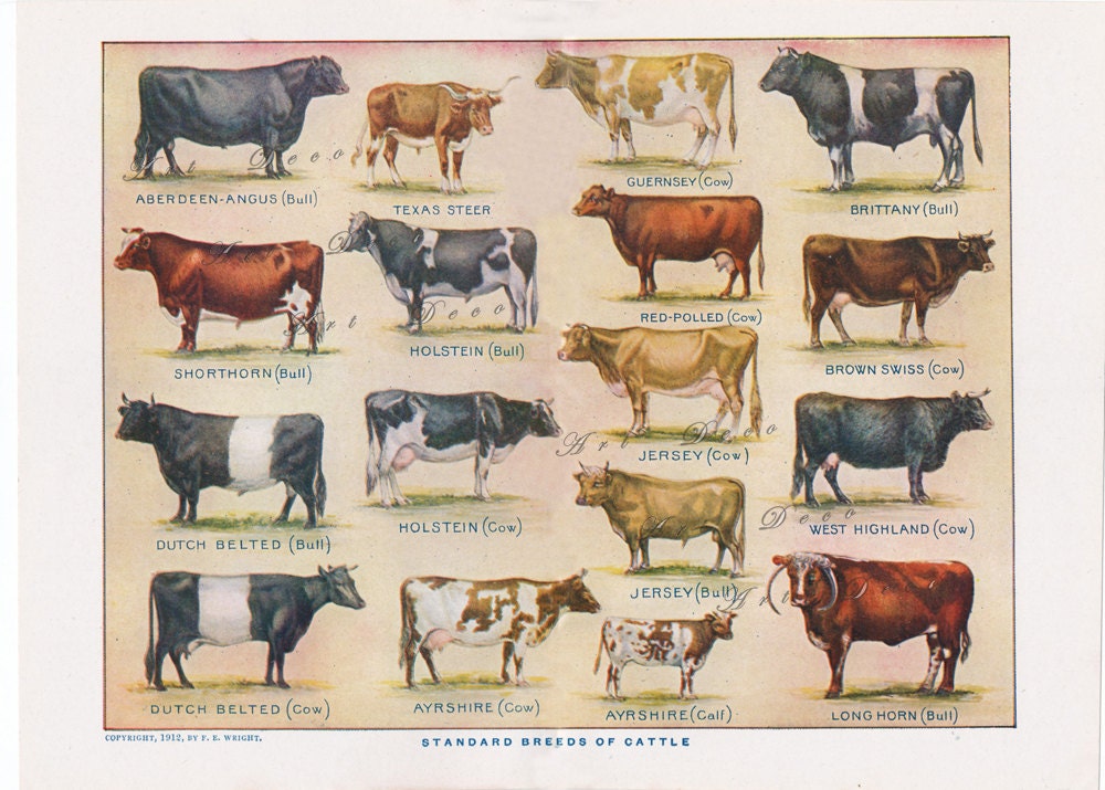 vintage printable cow print 'Beef and Dairy Cattle'