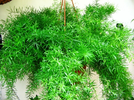 Asparagus Fern. Live plant. House plant. Hanging basket. Easy