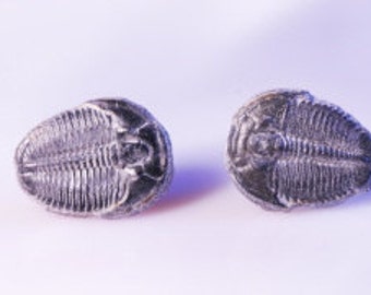 Superb Little Fossil Trilobite Stud Earrings