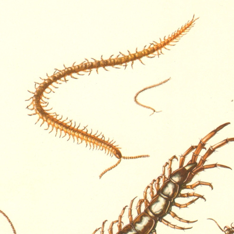 1956 Brown Centipede Lithobius forficatus and Geophilus