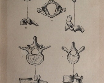 Antique 1890s Medical Anatomy Diagram VERTEBRAE Spine Victorian Bookplate