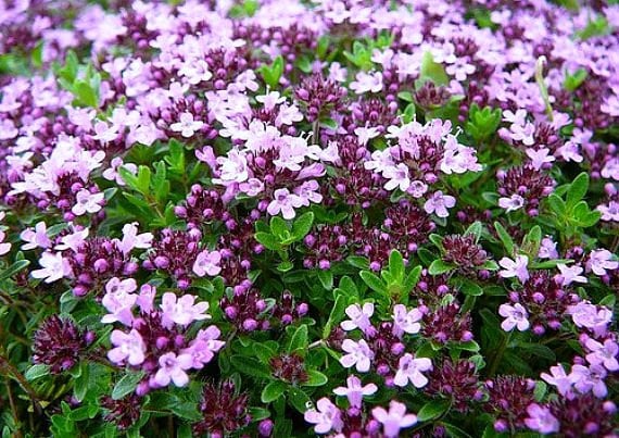 Creeping Thyme ground cover 1000 seeds fragrant herb pink