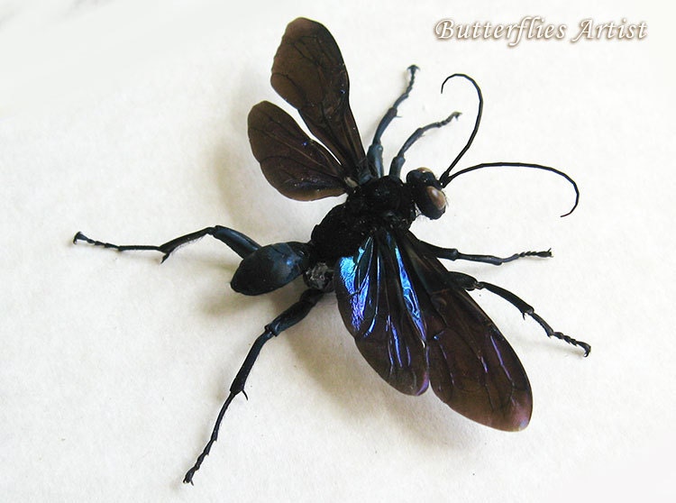 Huge Spider Killer Tarantula Hawk Wasp Museum Quality In