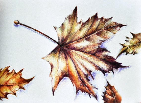 Original Colored Pencil Drawing Botanical Leaves by 