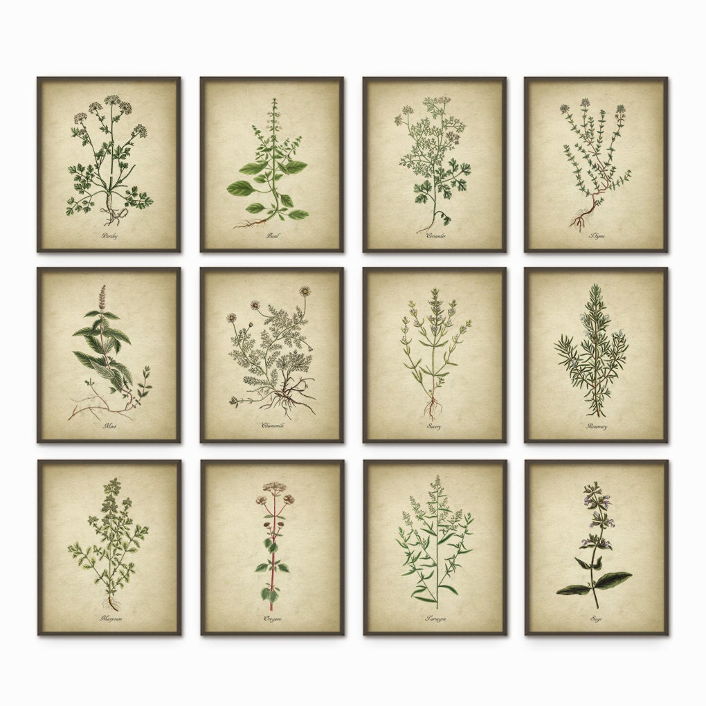 Kitchen Herbs Wall Art Print Set of 12 Vintage Botanical