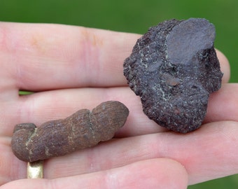 fossilized feces