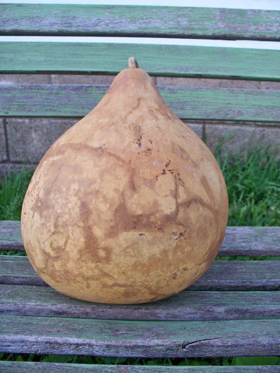 One Dried Bushel gourd for crafts by JDsGourds on Etsy