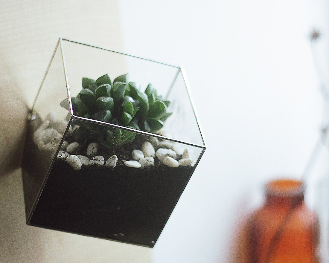 Wall Mount Geometric Glass Terrarium Cube Modern Planter