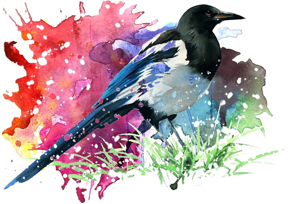 Magpie Art Print From Original Watercolor Home by ARTTARATET