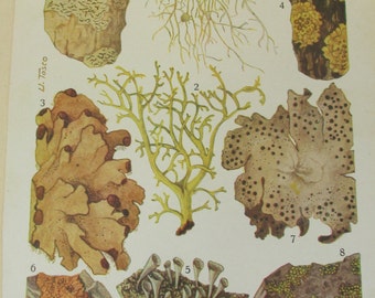 Antique 19th Century Italian Botanical Coloured Book Plate - Lichen - Ideal For Framing # VIII