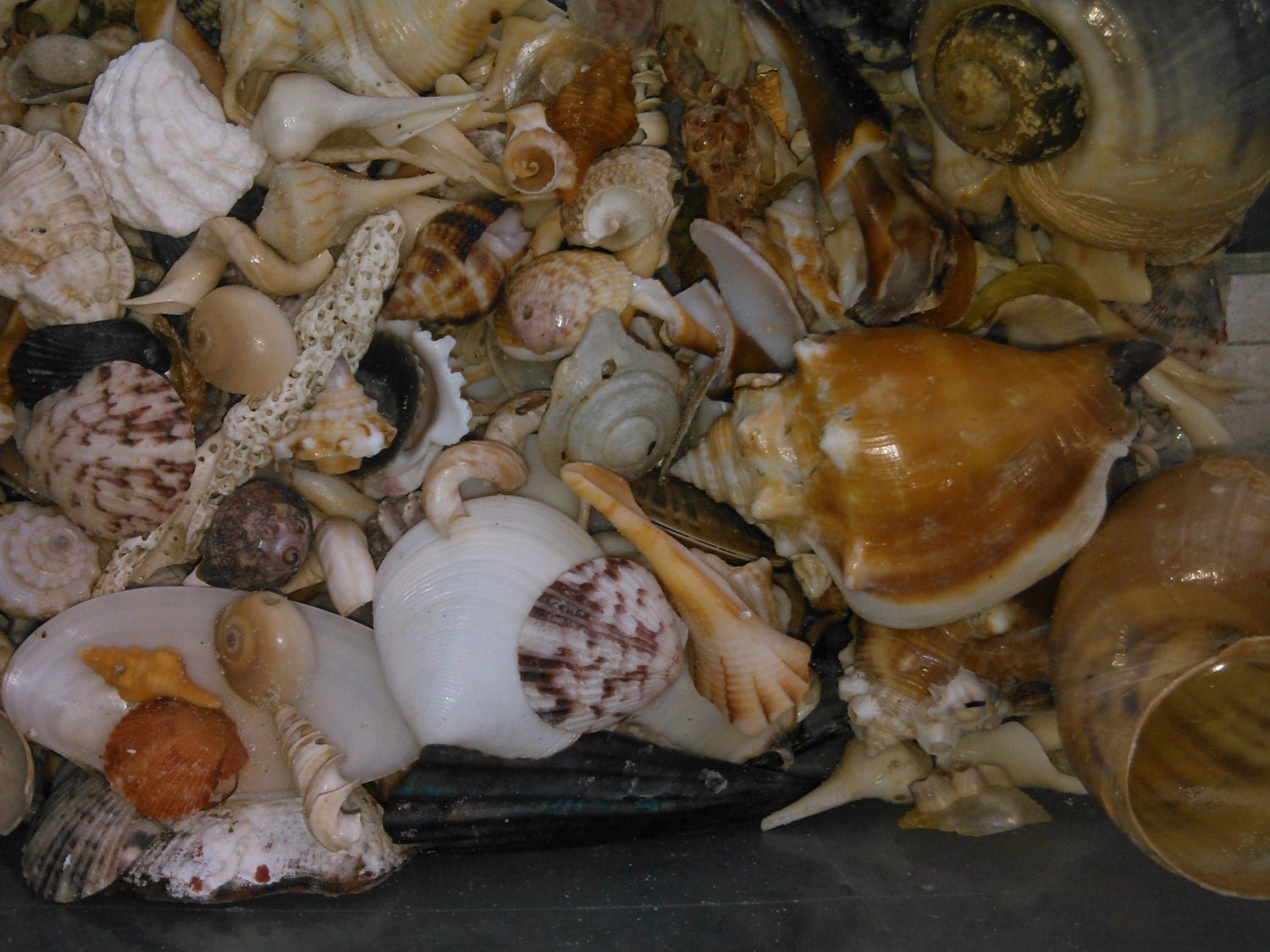 Bulk Seashells Gulf of Mexico Shells 1 1/2 Pounds by SaltLifeSoul