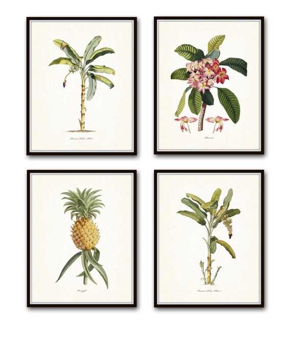 Vintage Tropical Botanical Print Set No. 1 Giclee Prints