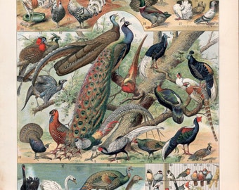 1897 Tropical Birds Antique Print Vintage Lithograph Birds Illustration Chart Oiseaux Poster Swan Songbird Ducks Pigeons Rhea Flamingo Ibis