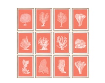 Coral Wall Decor