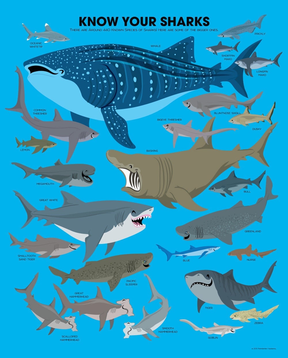 Know Your Sharks Poster