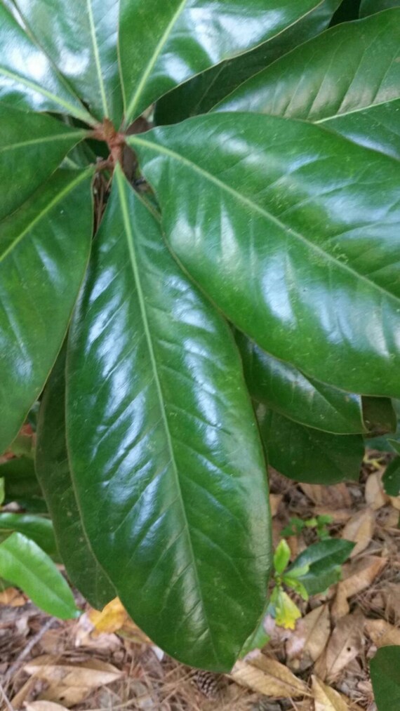 Large order 150 Fresh Magnolia Leaves Handpicked Magnolia