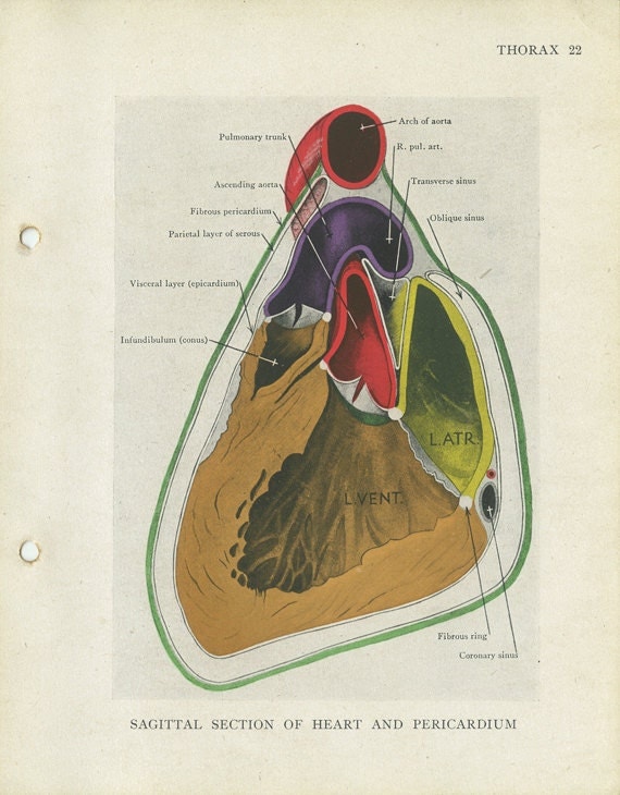 Sagittal Section of Heart Pericardium by MarcadeVintagePrints