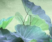 Light blue green leaves, foliage nature print, Elephant plant, garden art, abstract elegance still life wall decor for lodge, home or office Light blue green leaves, foliage nature print, Elephant plant, garden art, abstract elegance still life wall decor for lodge, home or office