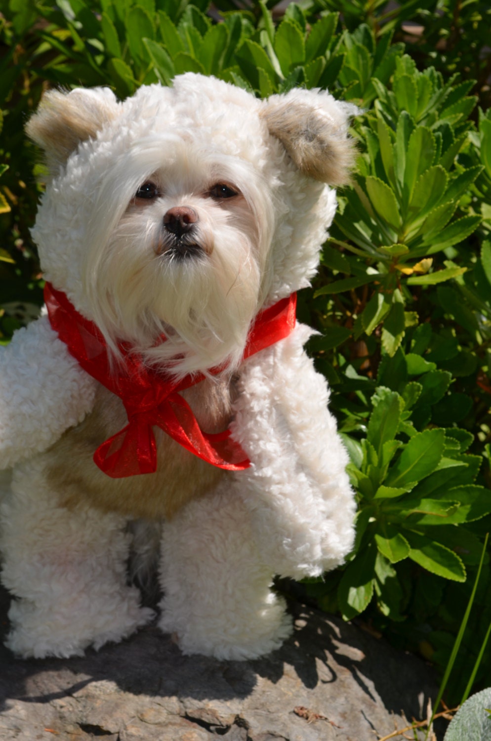 cream colored teddy bear