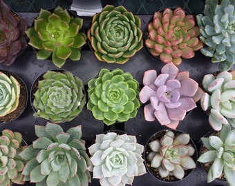 Succulent Plant - You Choose 4