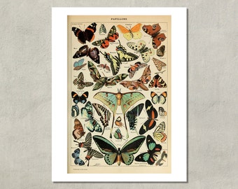 Papillion Pour Tous (Butterflies For All) Naturalist Print, 1907 - 8.5x11 Reproduction French Dictionary Color Plate