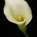 calla quandt