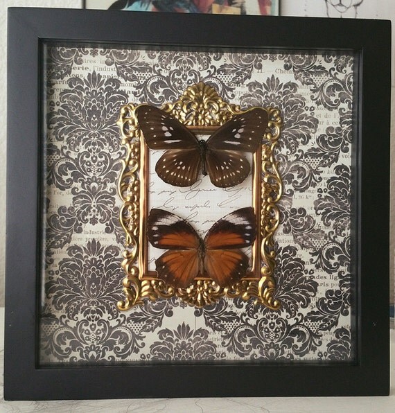 Ornate Real Butterfly Taxidermy Framed Insect Wall Mount