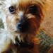 3Yorkies