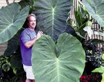 3 Jack's Giant's Elephant Ears in Quart Containers (3 Pots of Plants)